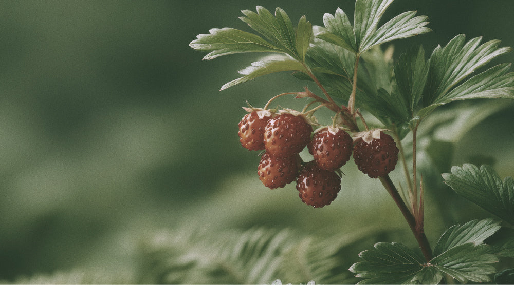 FRUTAL